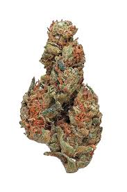 Buy Panama Red Strain