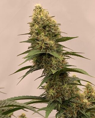 Buy Weed Online in New South Wales