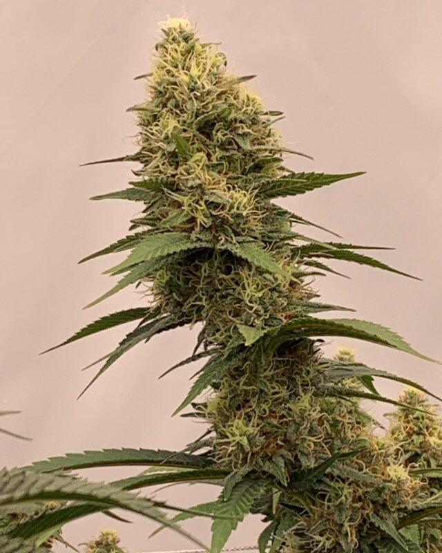 Buy Weed Online in New South Wales