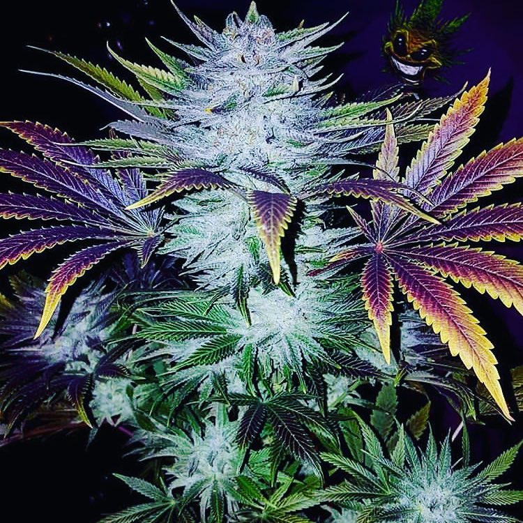 Buy Weed Online In Queensland